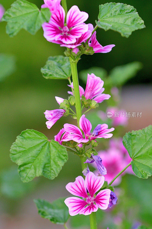 通常是Mallow / Malva Mauritiana / Malva Sylvestris